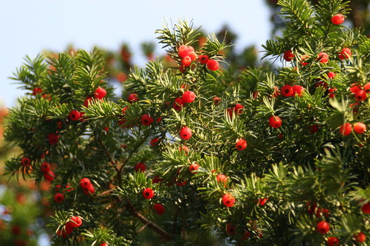 eibe mit beeren