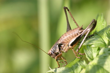 gewöhnliche strauchschrecke