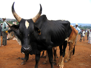 zebu