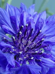 blue cornflower - 259355
