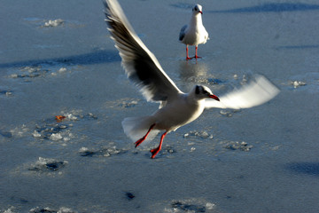 bird seagull