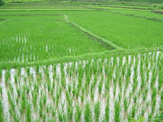 plantation de riz