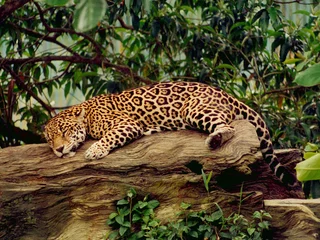 Deurstickers Panter jaguar
