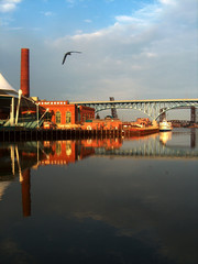 seagull flying over river with building and bridge