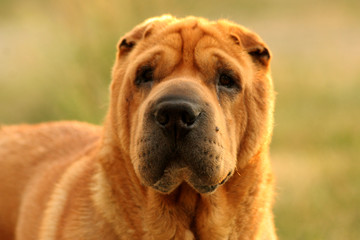 close portrait up of brown sharpei dog