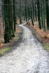 Fototapeta premium forest