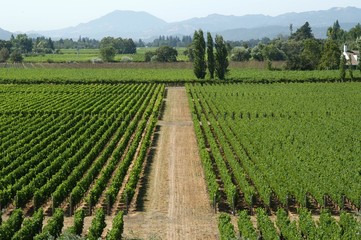 californian vineyard