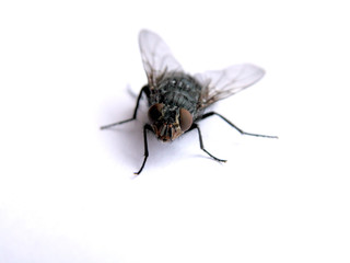 an fly