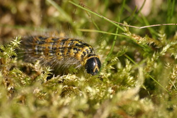 mondvogel-raupe