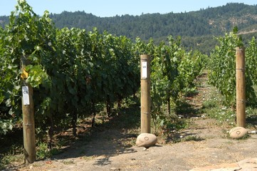 inside the vineyard