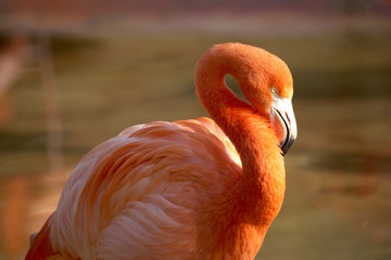 flamingo5050