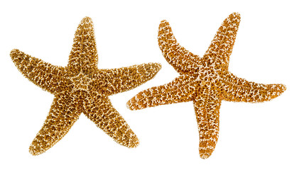 isolated star fish