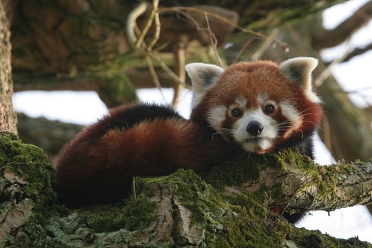 Fototapeta petit panda roux