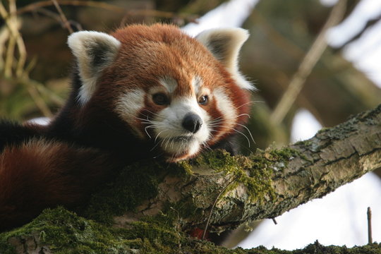 Fototapeta petit panda roux