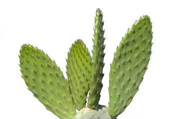 Deurstickers cactus © Albo