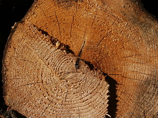 holz