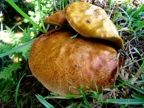 champignons