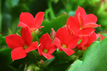 red kalanchoe