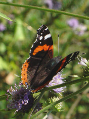 parti-coloured butterfly on the meadow