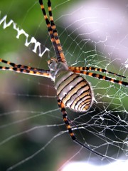 spider in my garden