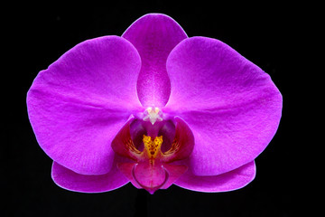 orchids #2