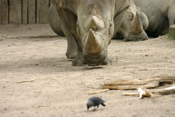 Obraz premium breitmaulnashorn