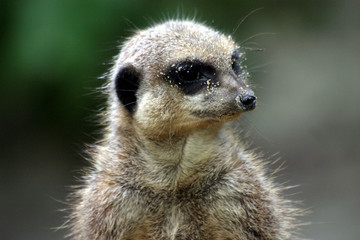 erdmännchen