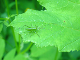 green grasshopper