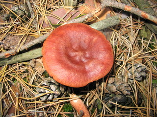 mushroom © Soja Andrzej