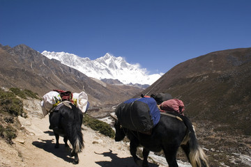 himalayan yaks - nepal