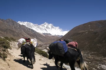 Foto auf Alu-Dibond himalayan yaks - nepal © granitepeaker