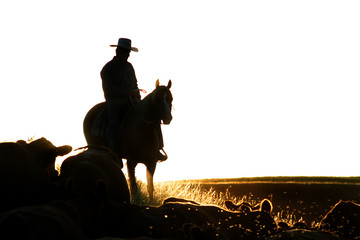 cattle round up