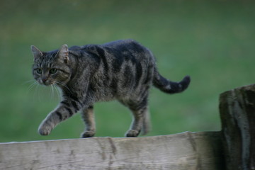 hofkatze