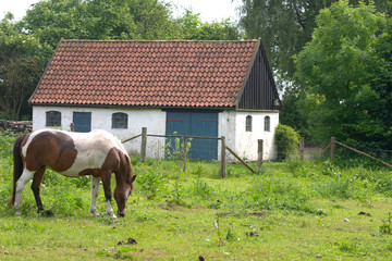 Fototapeta na wymiar konie