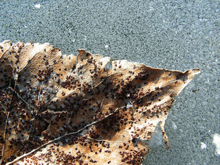 herbstblatt im eis/ frozen leaf of fall