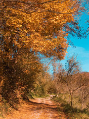 autumnal road