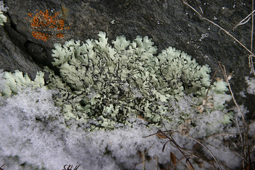lichen