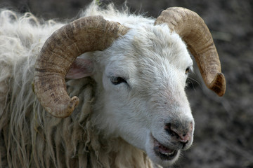 schafbock