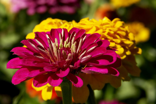pink and yellow zinnas - flowers