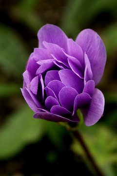 purple anemone flower bud just opening