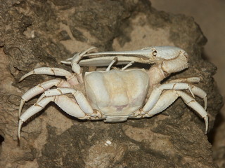 un crabe sur un rocher