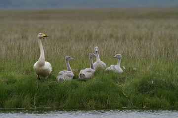 trumpeter swans and siblings