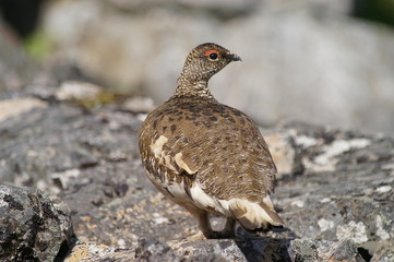 rock ptarmigan