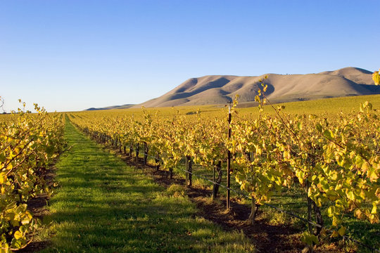 fields of grape vines