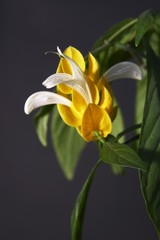 Fototapeta premium flower