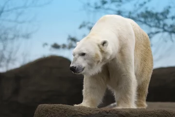 Sheer curtains Icebear polar bear