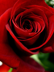 red rose closeup - macro