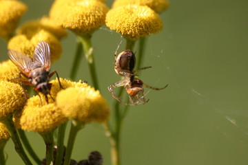 spinne und fliege