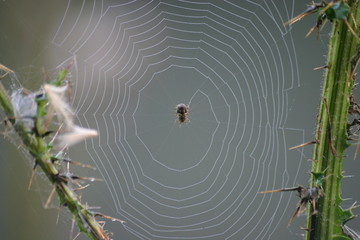 spinne im netz