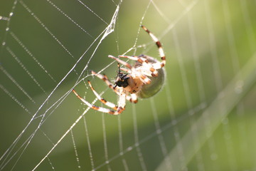 vierfleck-kreuzspinne